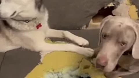 We saved him - we dug a hole