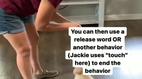 Dog training