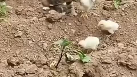 Funny Cats Compilation