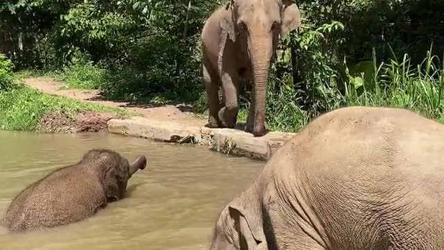 Elephant bathing in the pond