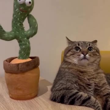 What a boring dance this cactus has