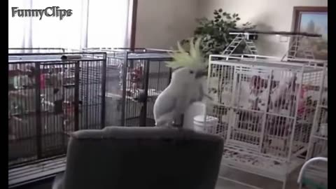 Birds Dancing to music😂 funny birds