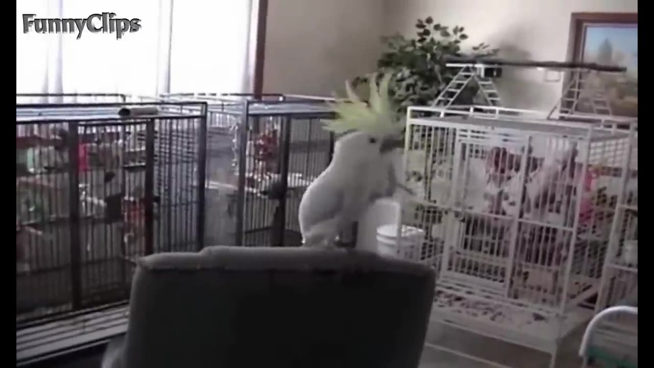 Birds Dancing to music😂 funny birds