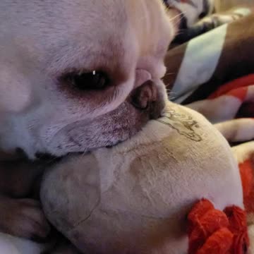 Cute Frenchie Suckling