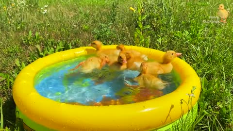 Funny ducks