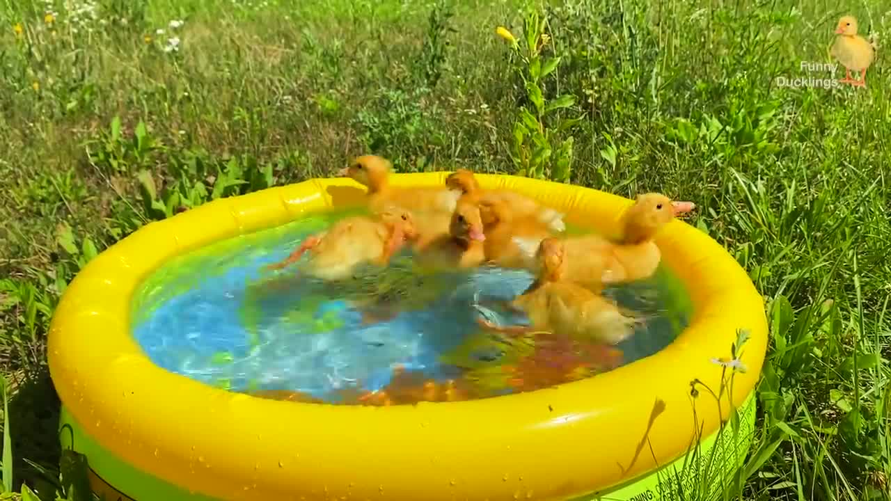 Funny ducks