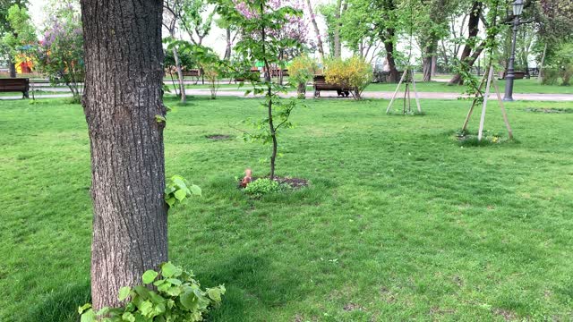 Cute squirrel in the Kiev park