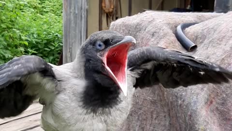Crow Wants to Eat