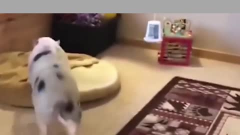 clean pig