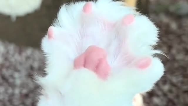 I love this cat's hands. They're so cute