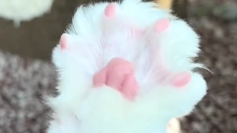 I love this cat's hands. They're so cute