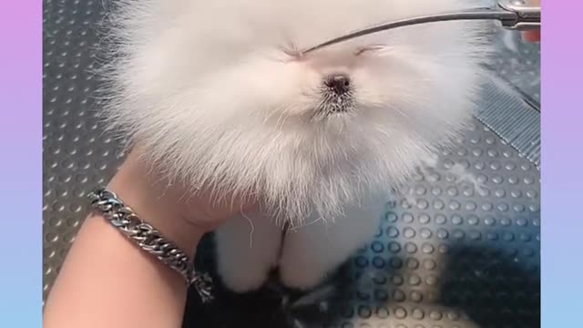 11_Cute and Funny Dog Videos Compilation_#short h