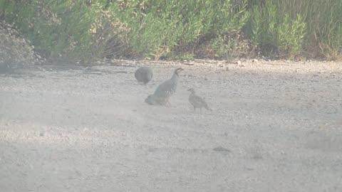 Button quails (1)