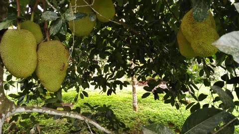 Jackfruit abundance...