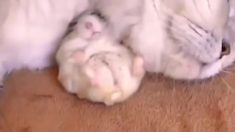 Cat 😺 and hamster 🐹 friendship