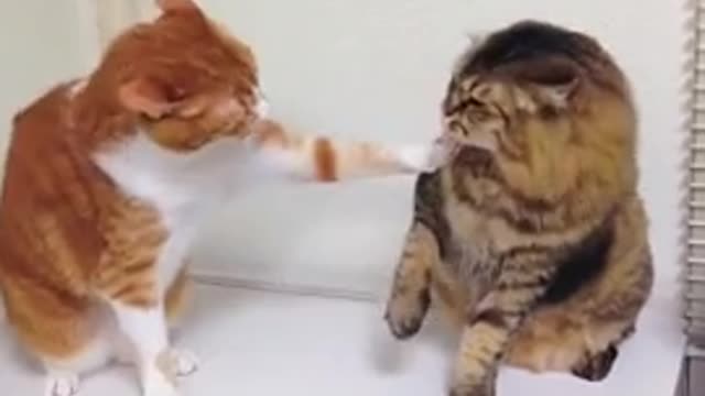 cat vs cat who wins this fight