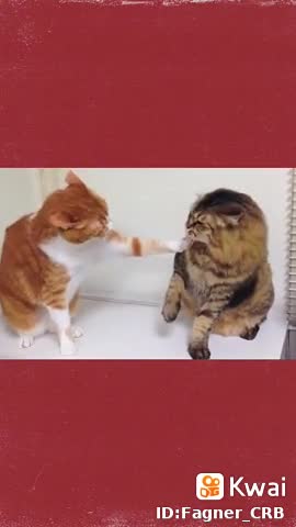 cat vs cat who wins this fight