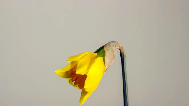 Musica Boa Para Relaxar , Meditar e Adormecer Chuva Calma