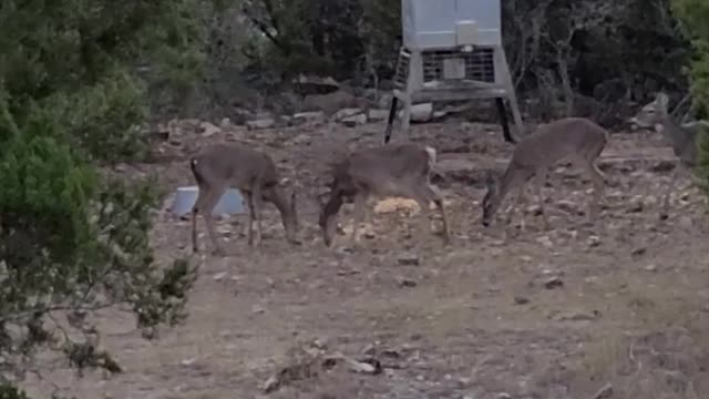 Deer at the feeder