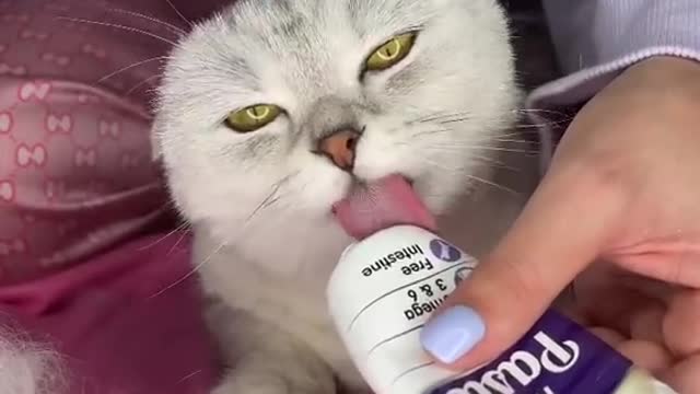 The correct way to clean cats in the house