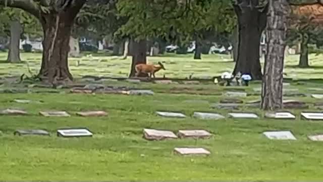 Deer & Mariachi in Cemetery
