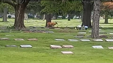 Deer & Mariachi in Cemetery