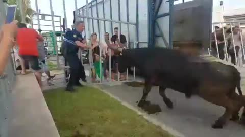 Stressed bull goes straight to attack on policeman.