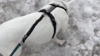 This little pig loves snow