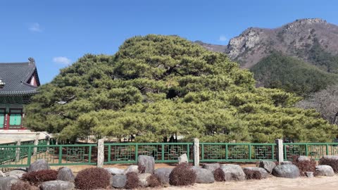 Pine tree in Buddhist temple in Korea