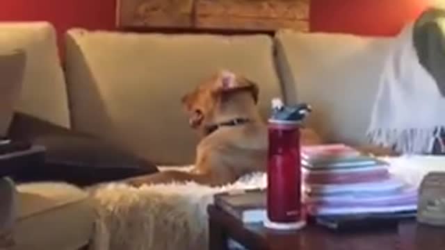 Brown dog sitting on couch with back to tv