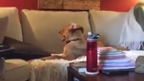 Brown dog sitting on couch with back to tv