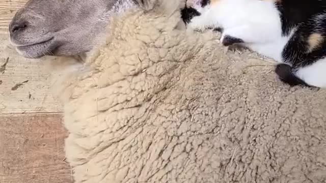 Barn Cat Massages Waffles the Sheep || ViralHog