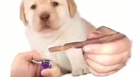 Smoking dog