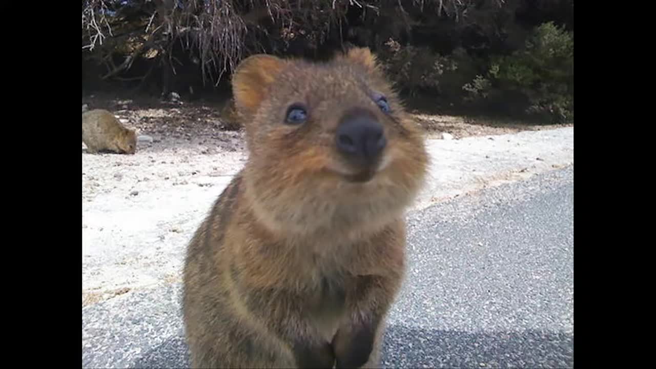 Smiling Animals that will Instantly Make You Smile