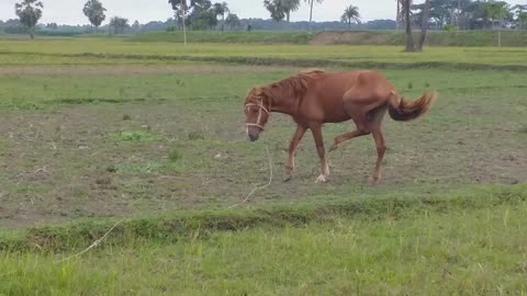 The name of the horse is friend