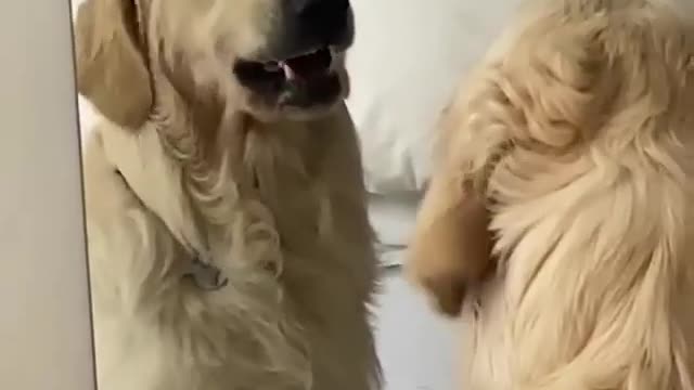 Crazy dog look at mirror