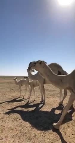 The camel is the male camel,