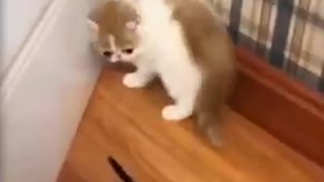 Cute_Cats_And_Funny_Dogs_Videos_Compilation