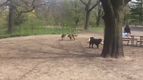 ¡Pequeño pug realmente quiere jugar con perros grandes!