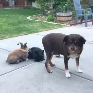 Perro celoso boicotea intencionalmente la foto de unos conejos