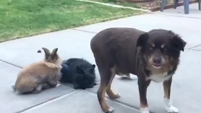 Perro celoso boicotea intencionalmente la foto de unos conejos