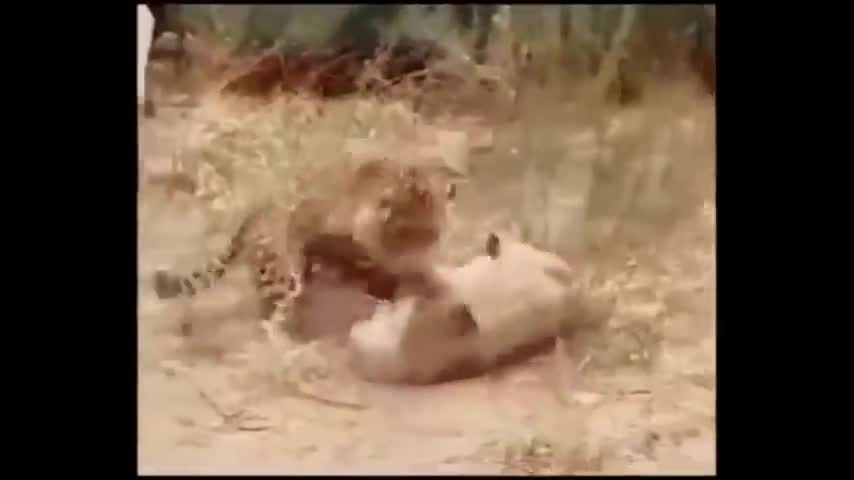 Crocodiles Attacks Dog |Pitbull vs mountain lion| strange Animal Attacks