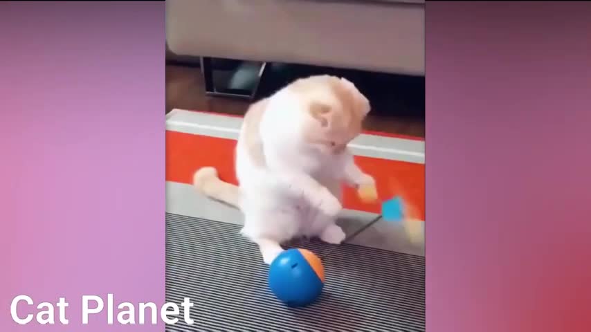 Best Funny Cats Video Compilation 2021 cutecat