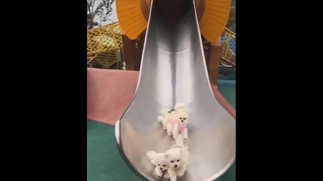 Puppy babies sliding