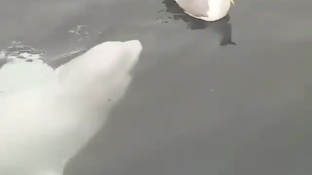 Belluga try to catch a seagull