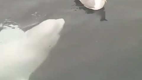 Belluga try to catch a seagull