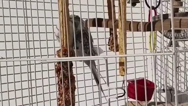 Cockatiel bird song /Pink panther/