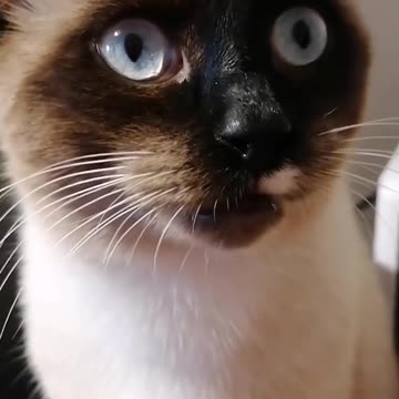 How to negotiate with a cat