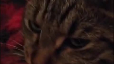 Cute Cats | Funny Animals