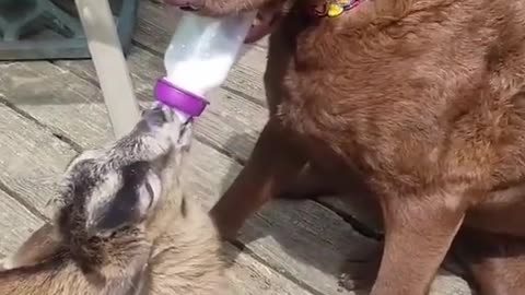 a unbelievable moment when a dog breastfeeding a little goat